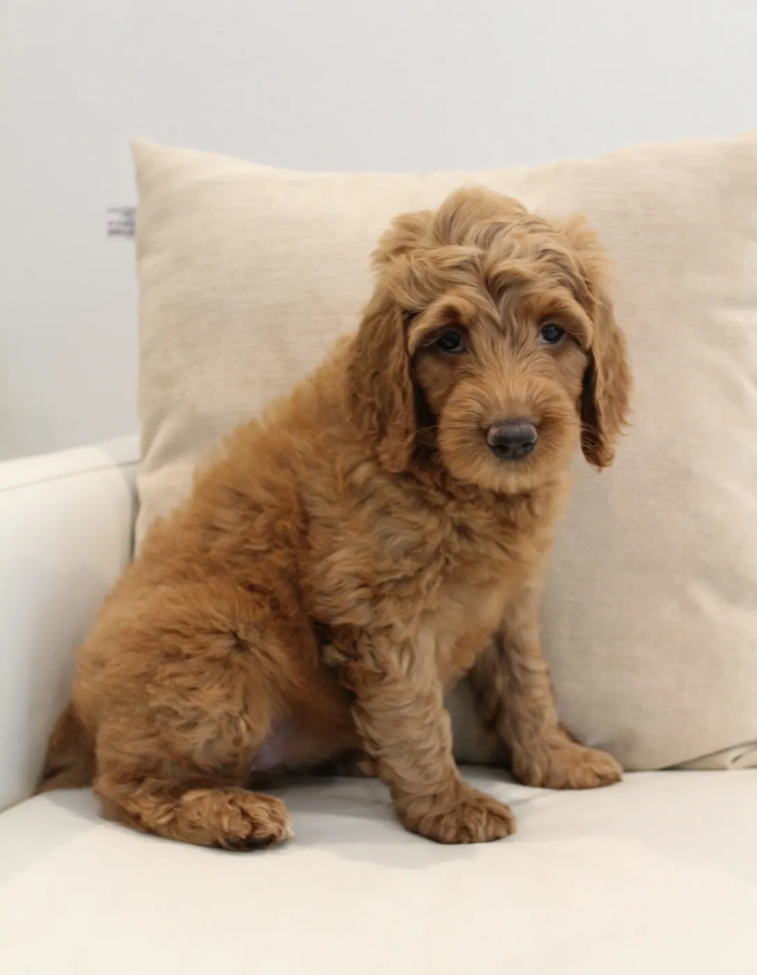 Bella and Gunner’s Bumble Bee puppies are home