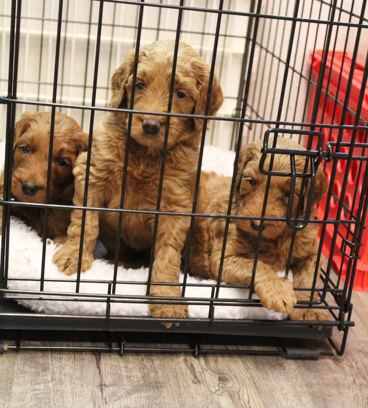 Bella and Gunner’s Bumble Bee puppies are home