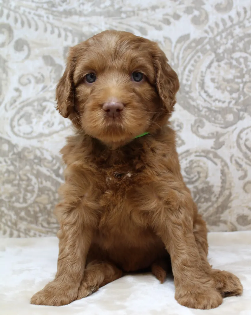 Hazel and Barkley’s puppies are home