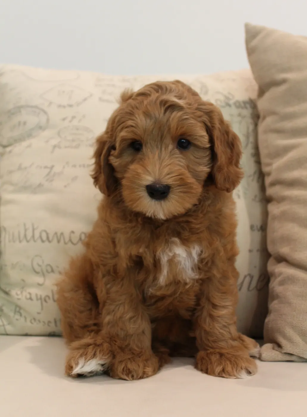 Ally and Watson’s litter is home