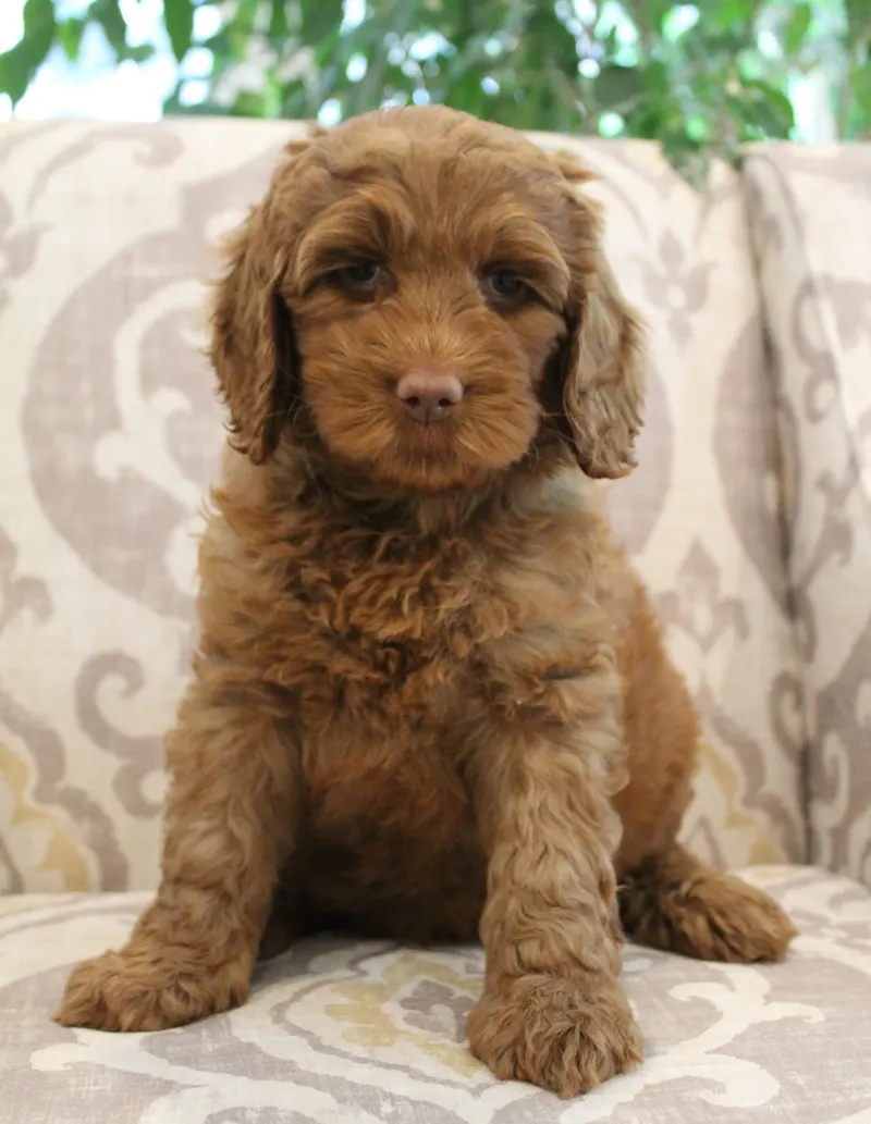 Bella and Barkley’s pups are home