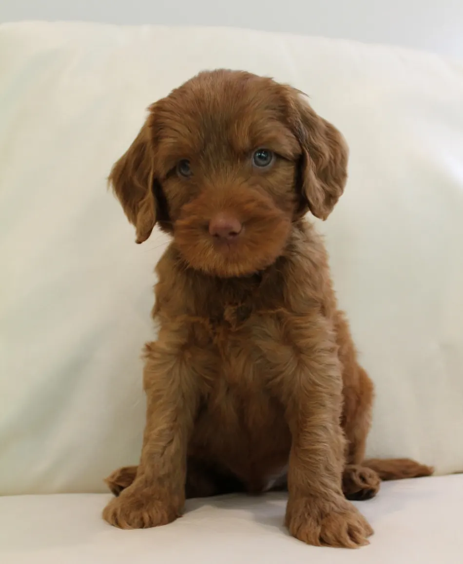 Hazel and Barkley’s puppies are home