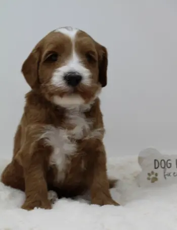 Four weeks Arthur