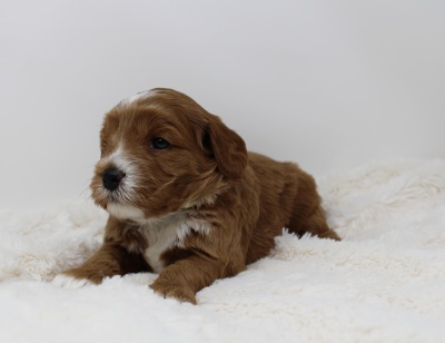 Three weeks Peep 3
