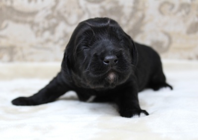 labradoodles Oregon breeder