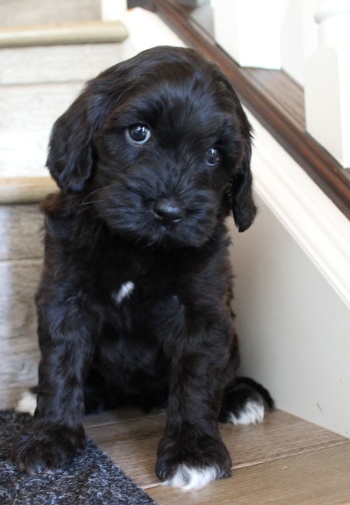 Kylie and Nelson's puppies are growing up!