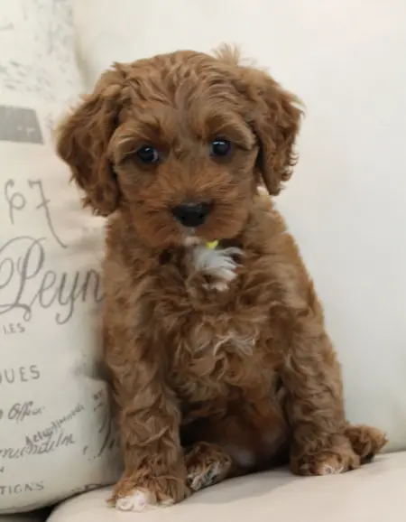 Seven weeks Milly