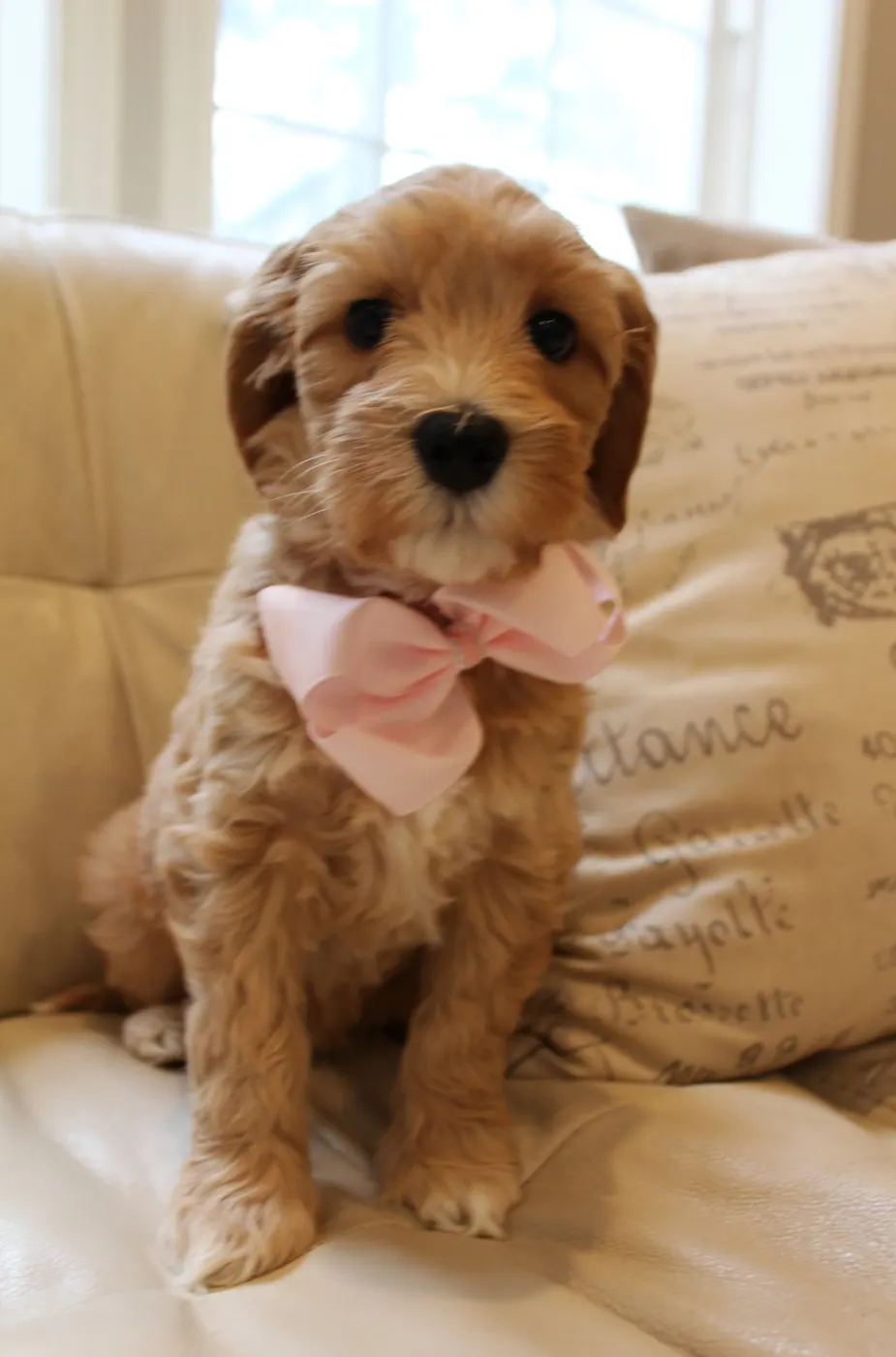 Clara Jane and Bear’s pups are home