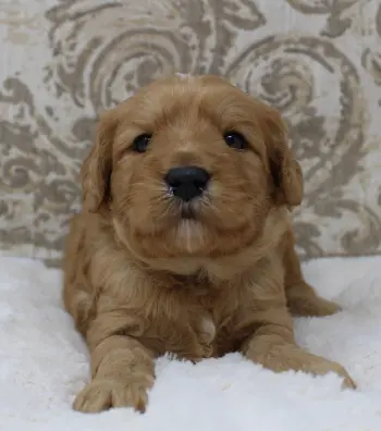 Three weeks Andy