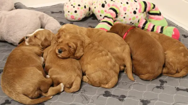 Two weeks litter 2
