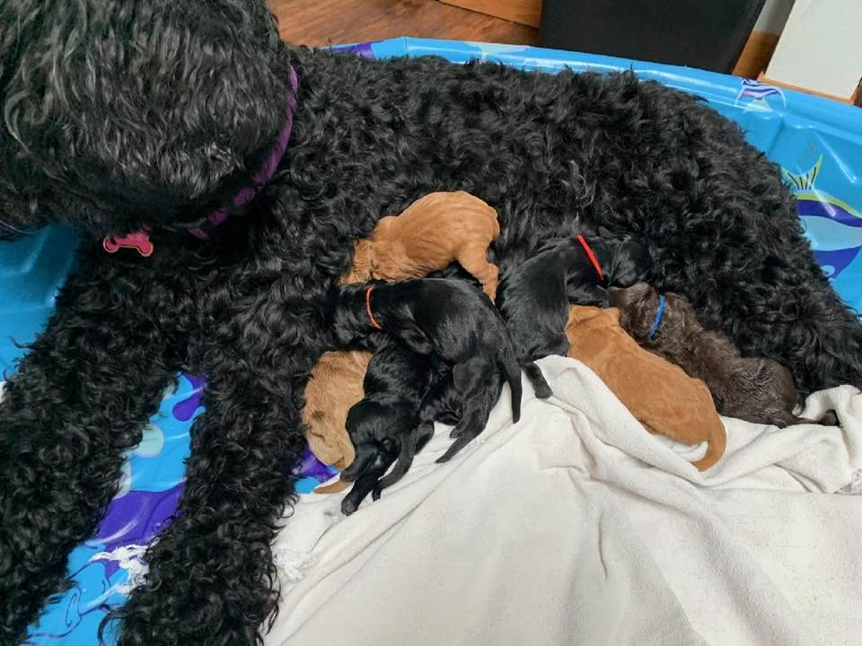 Oregon labradoodle puppies