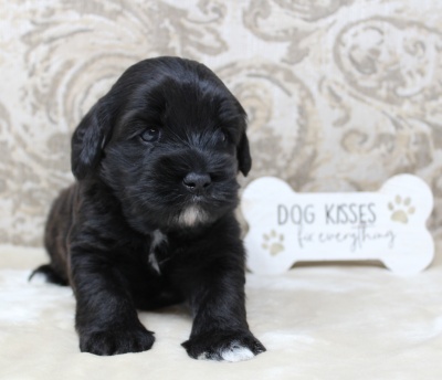 best labradoodle breeders Portland Oregon Salem Beaverton McMinnville