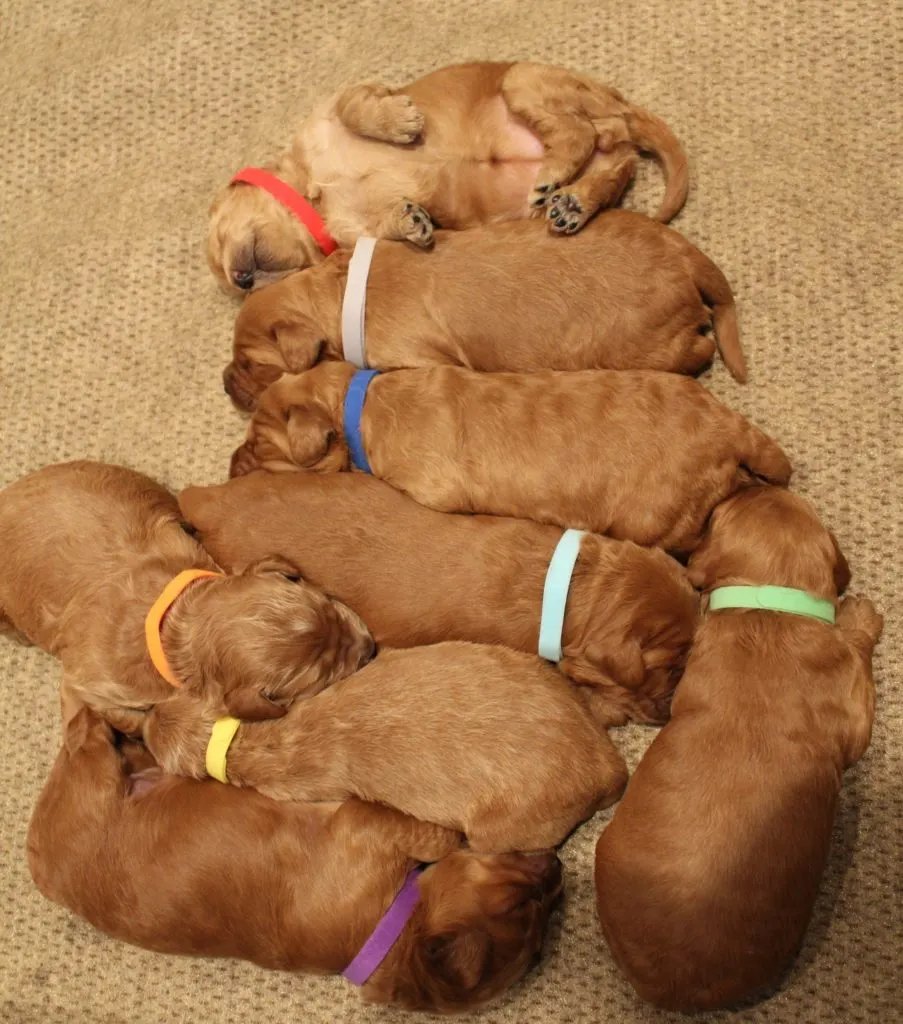 Katie and Gunner’s puppies are home!