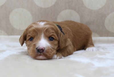 mini labradoodles best Oregon breeder
