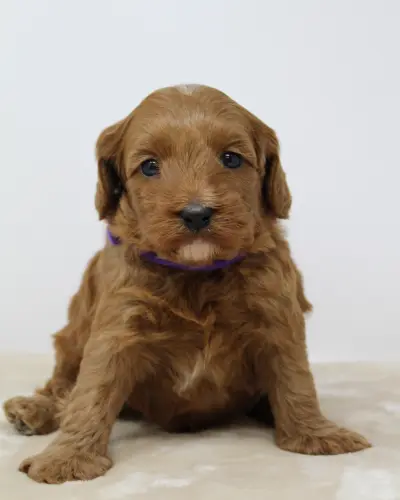 Four weeks Mandy