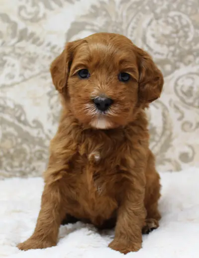 red mini labradoodles puppies available best Oregon breeder