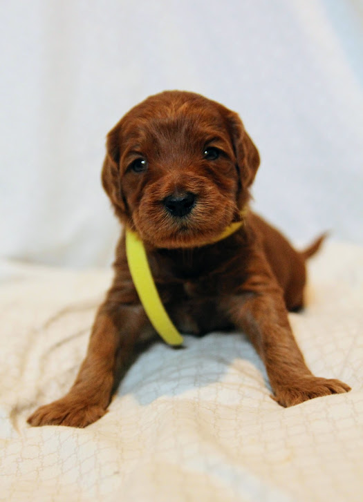 Hazel and Barkley’s puppies are home