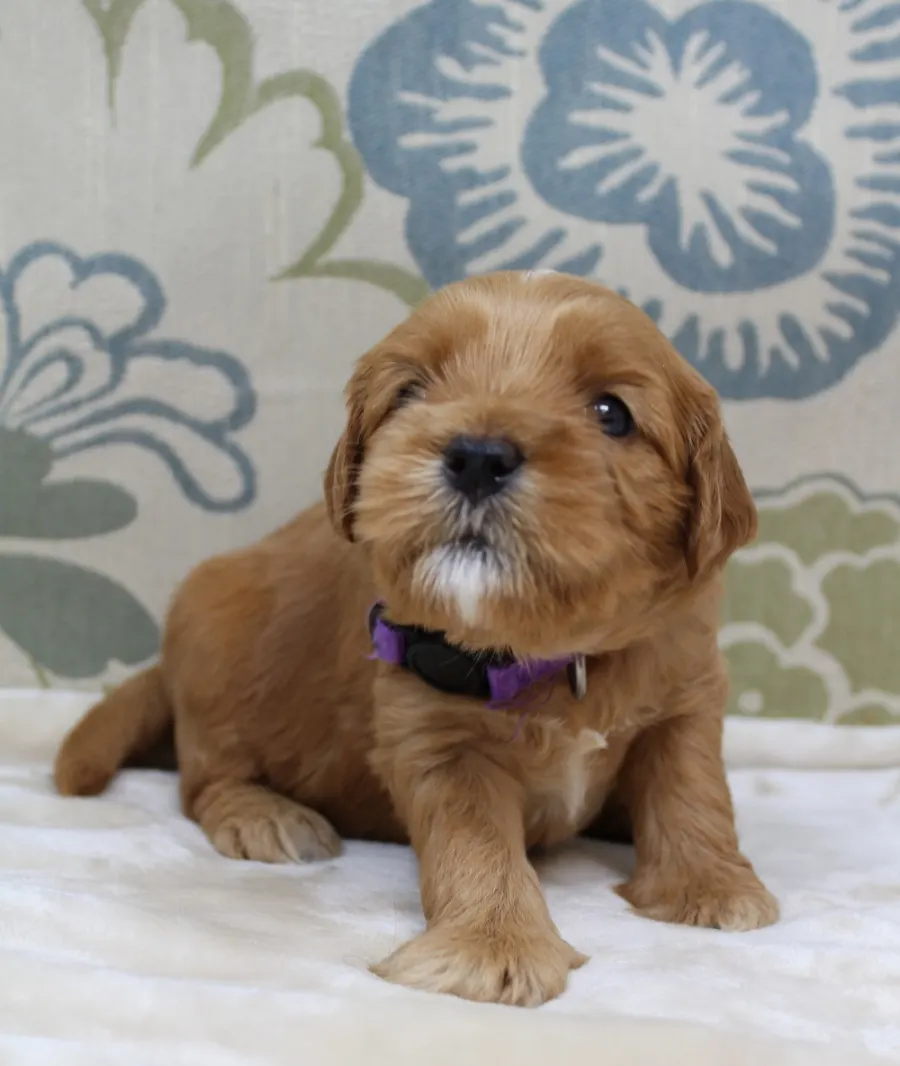 Oregon therapy dogs puppies breeder