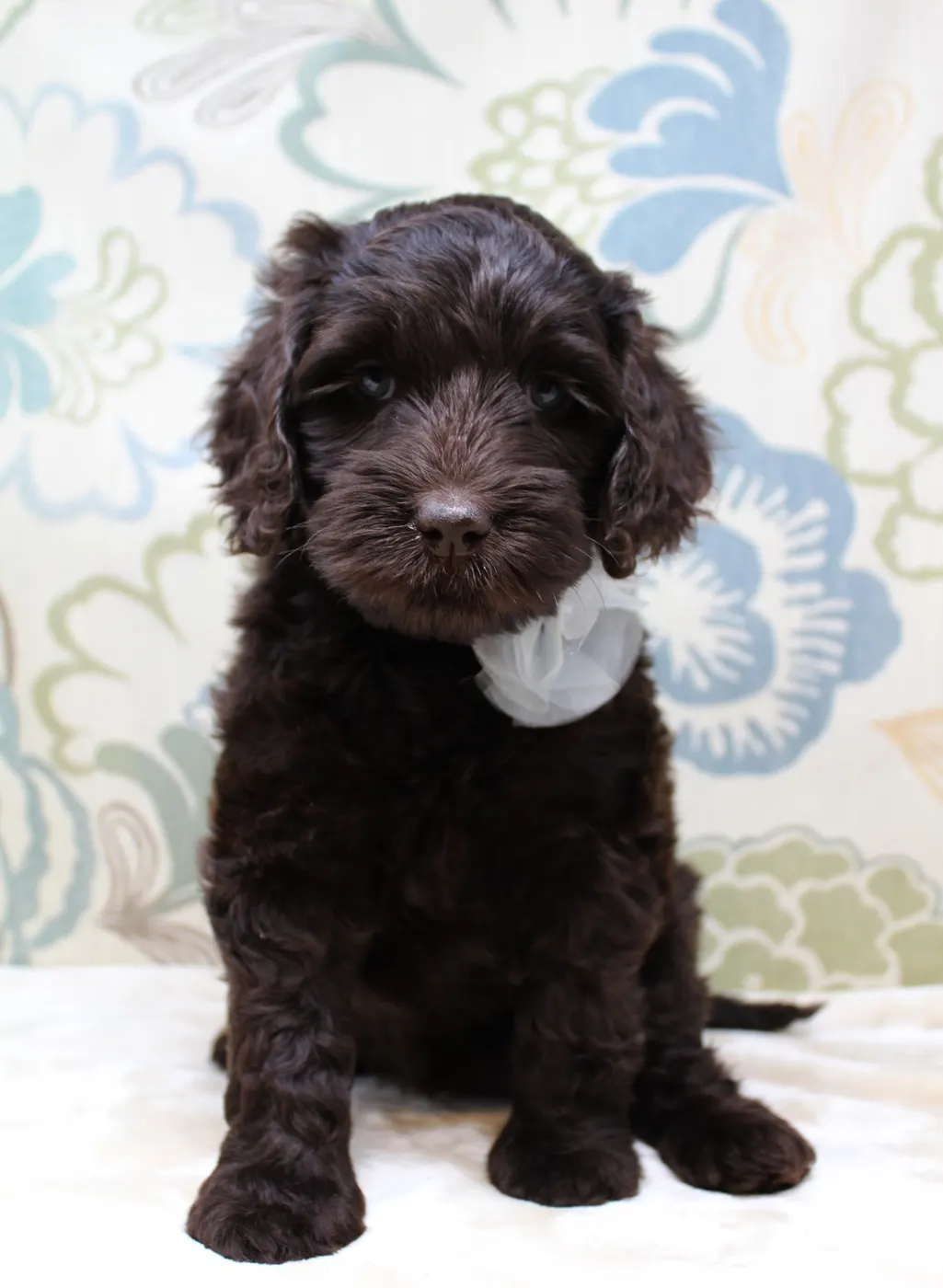 Gracie and Barkley’s litter is home