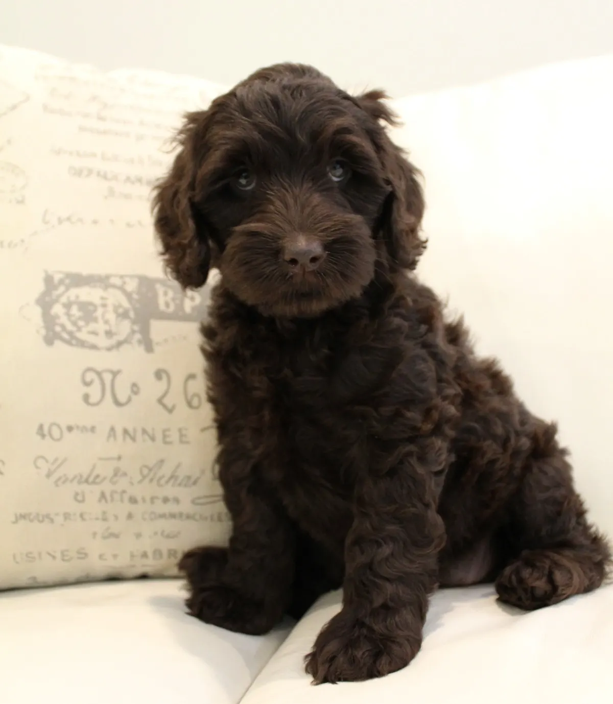 Gracie and Barkley's litter