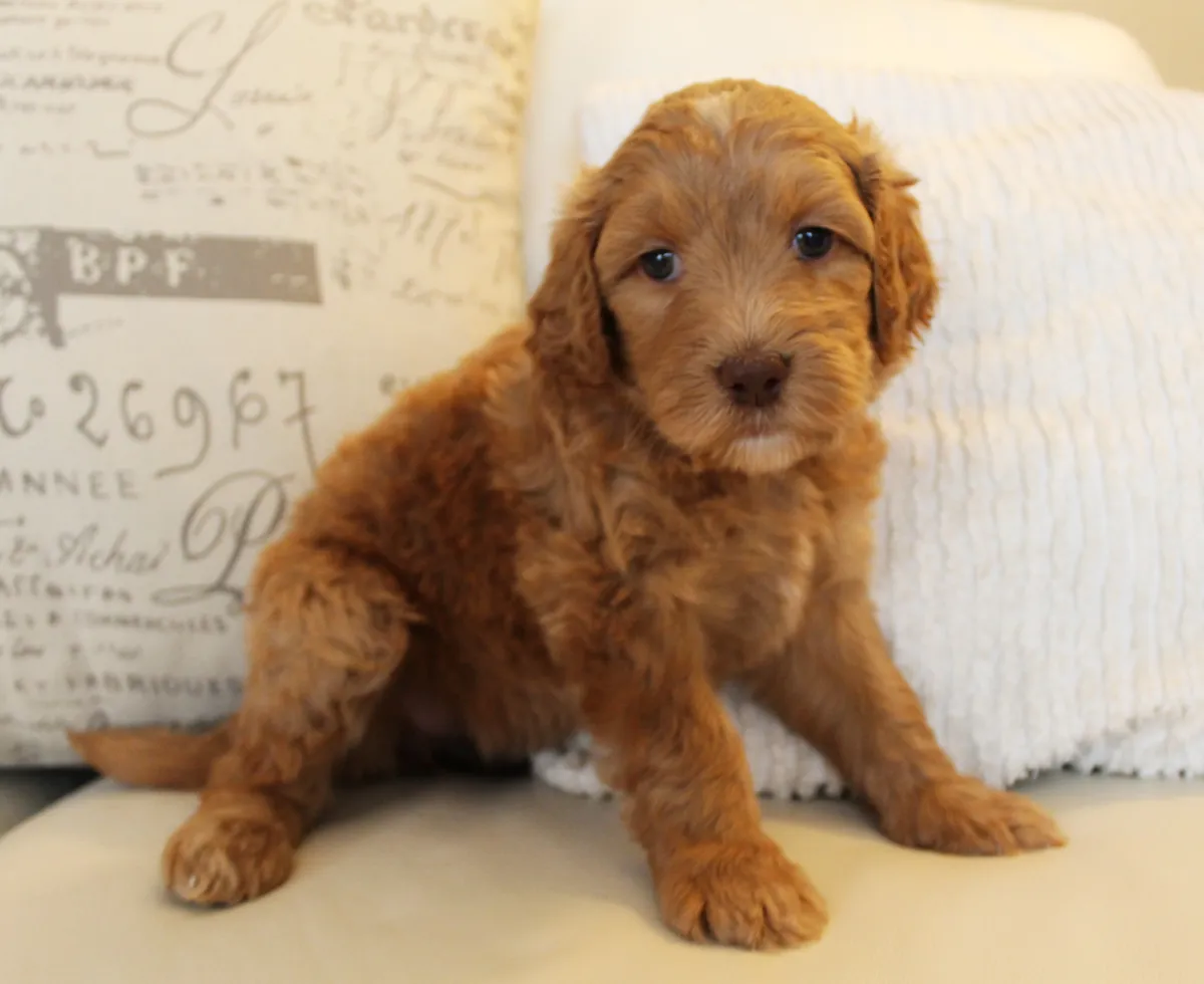 Roo and Basil’s puppies are with their forever families