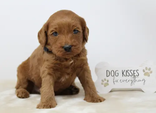 Four weeks Micah