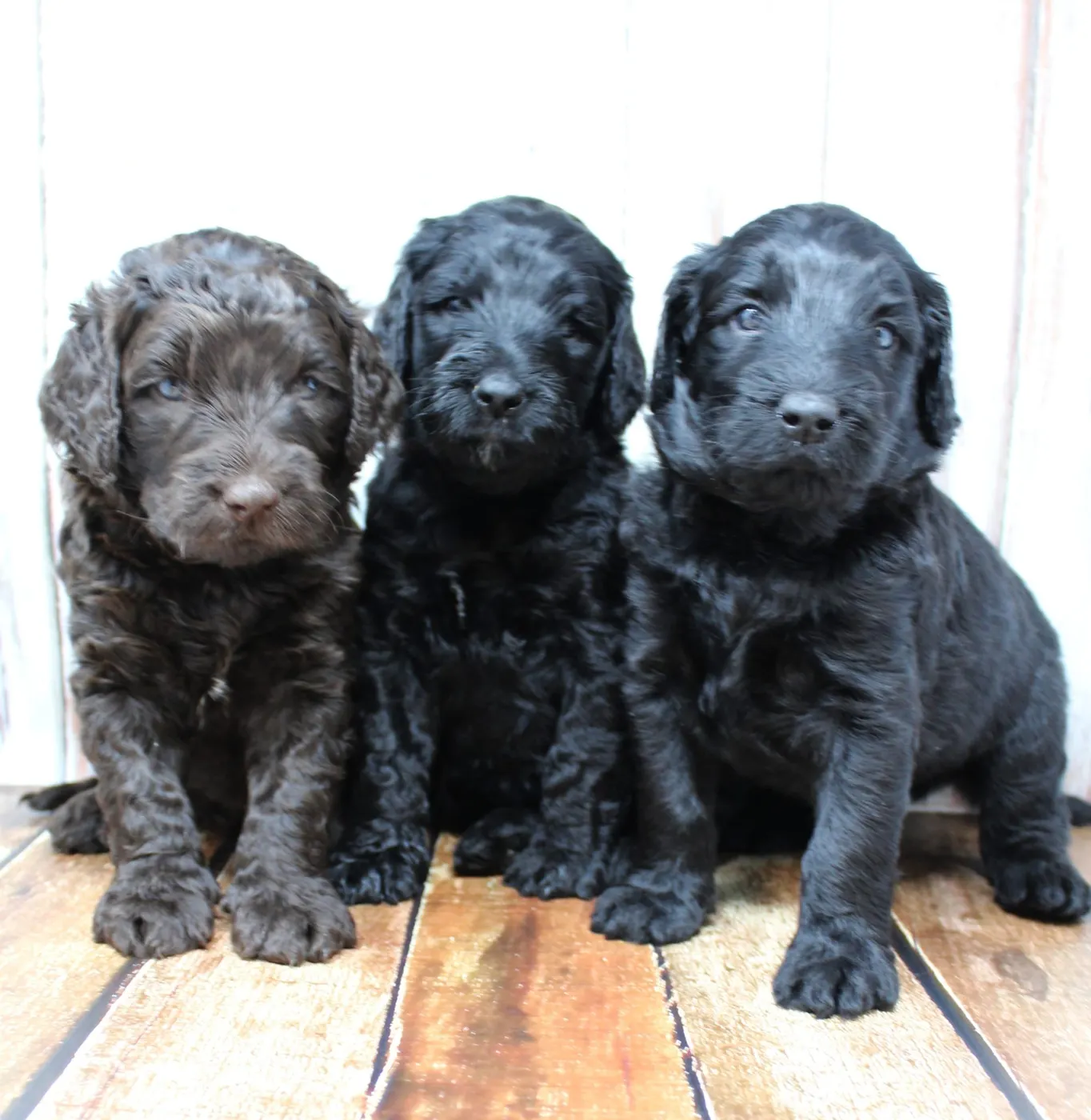 Gracie’s puppies are with their forever families