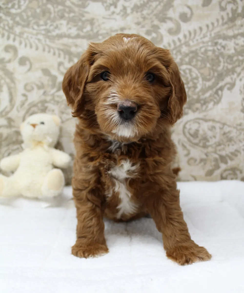 Gretel and Gunner’s puppies are home