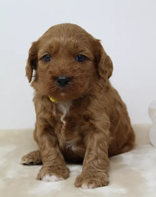 Four weeks Milly