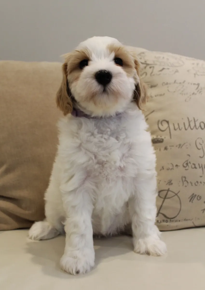 Clara Jane and Bear’s pups are home