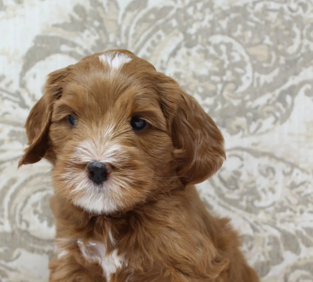 Litter is growing up