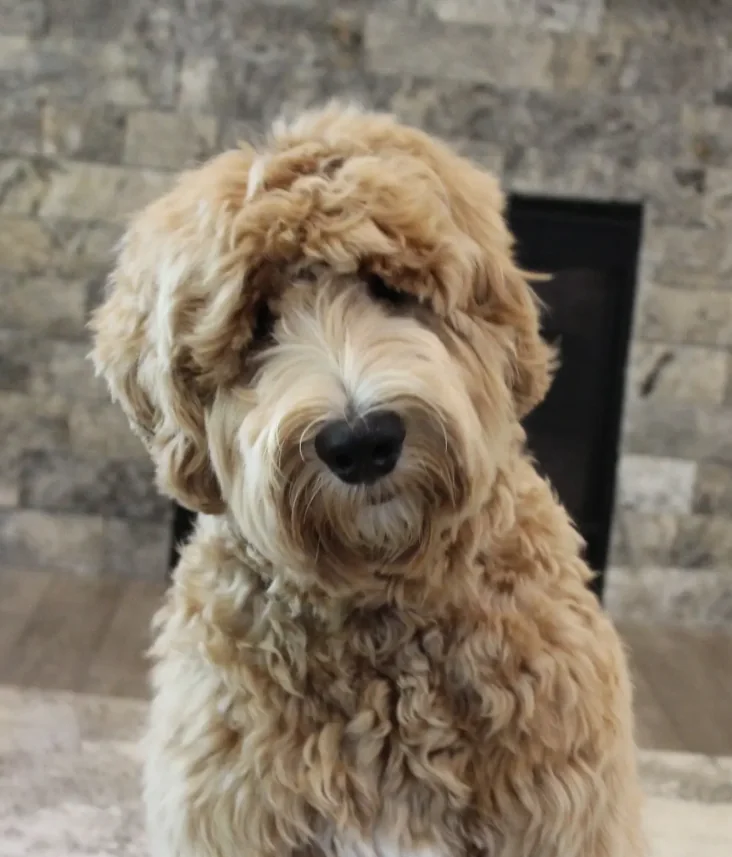 Cream Labradoodle sitting in front of a stone fireplace