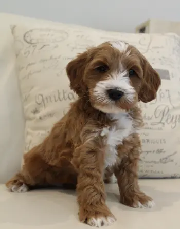 Six weeks Arthur