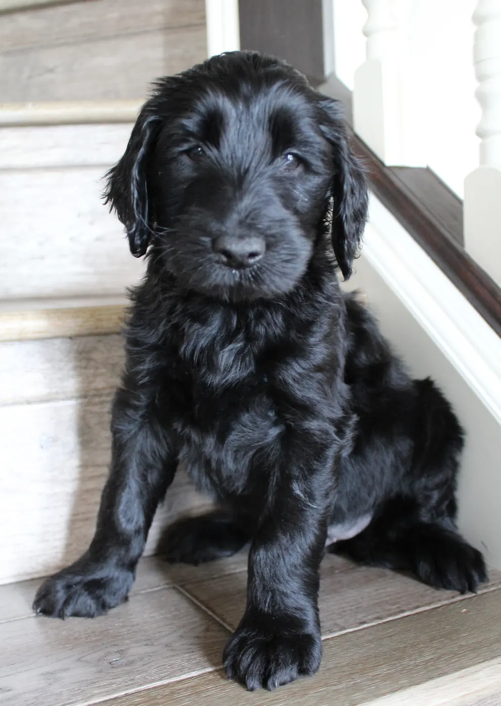 Lizzy and Basil’s pups went home