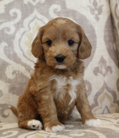Five weeks Keegan 2