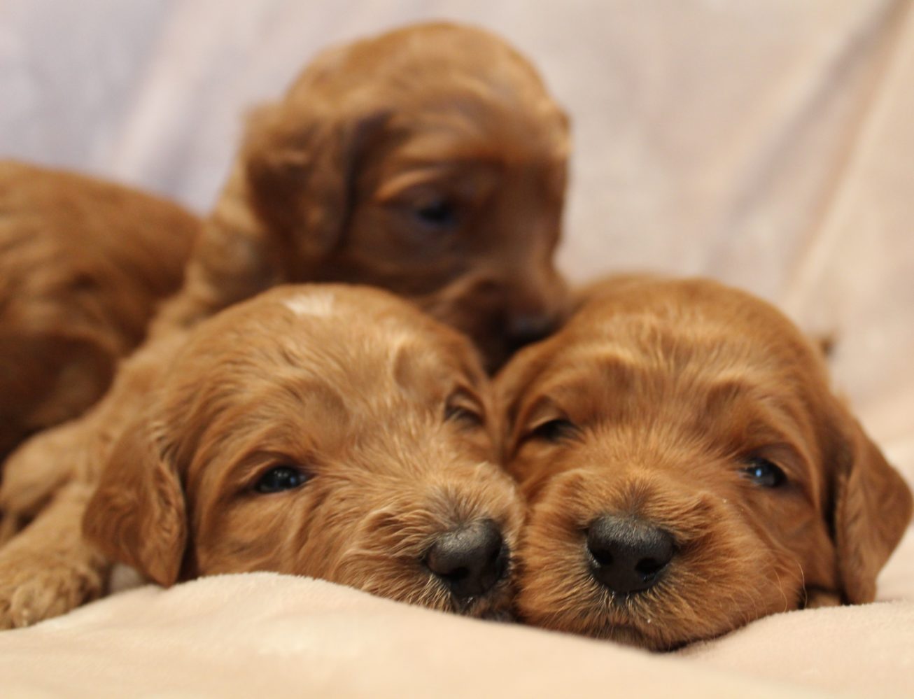 Katie and Gunner’s puppies are home!