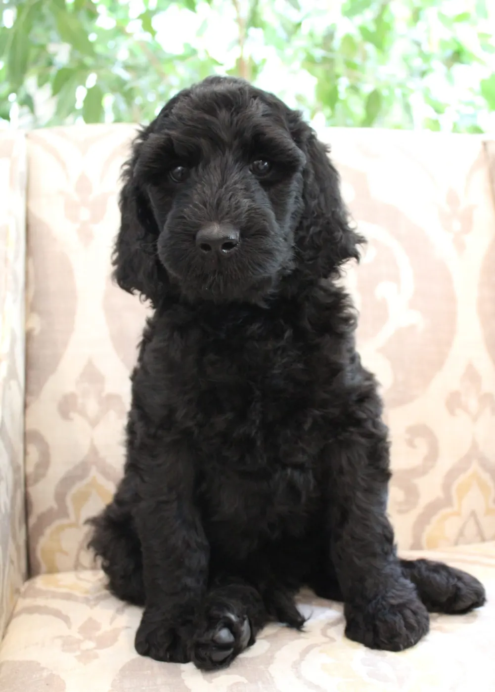Gracie’s puppies are with their forever families