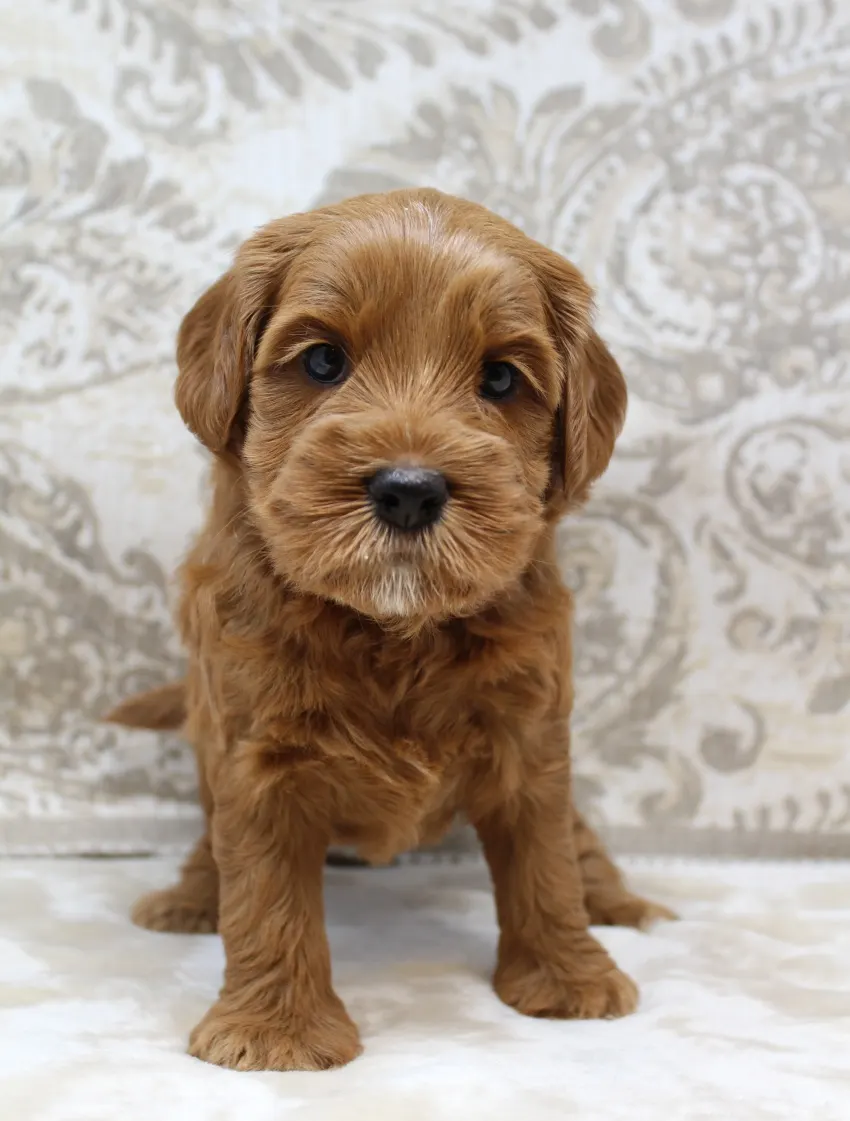 Ally and Watson’s litter is home