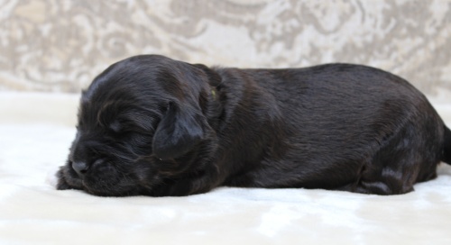 Kylie and Nelson's puppies are here!