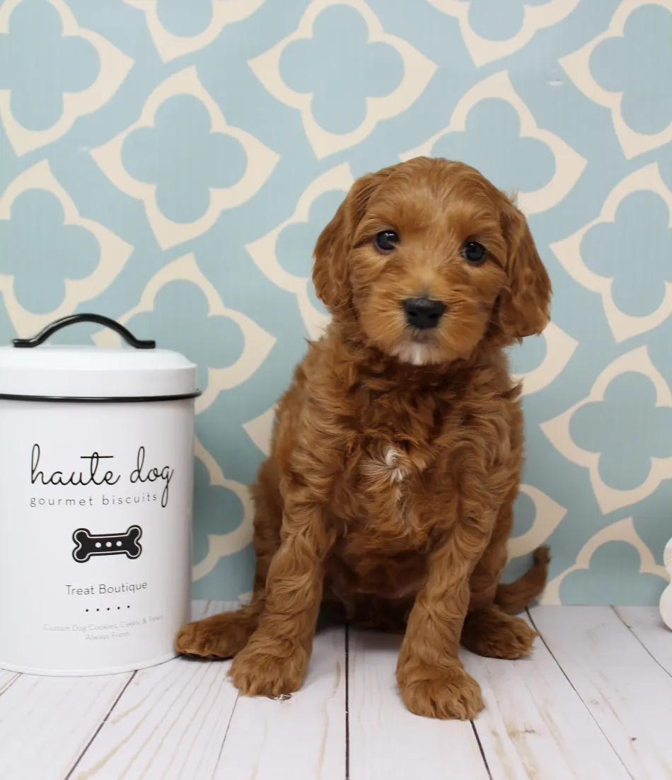 Emma and Watson’s puppies are home
