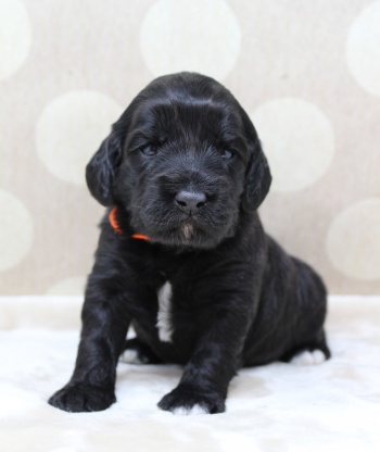 Kylie and Nelson puppies are here!