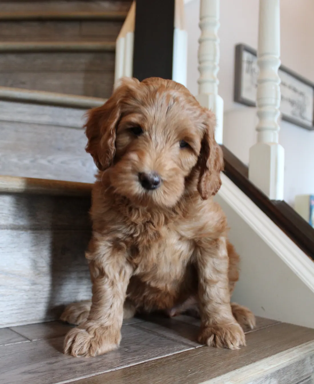 standard black labradoodle puppies now