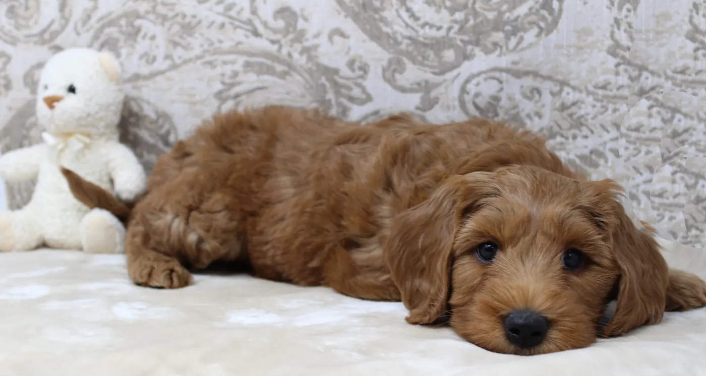 Riley and Gunner’s puppies are home