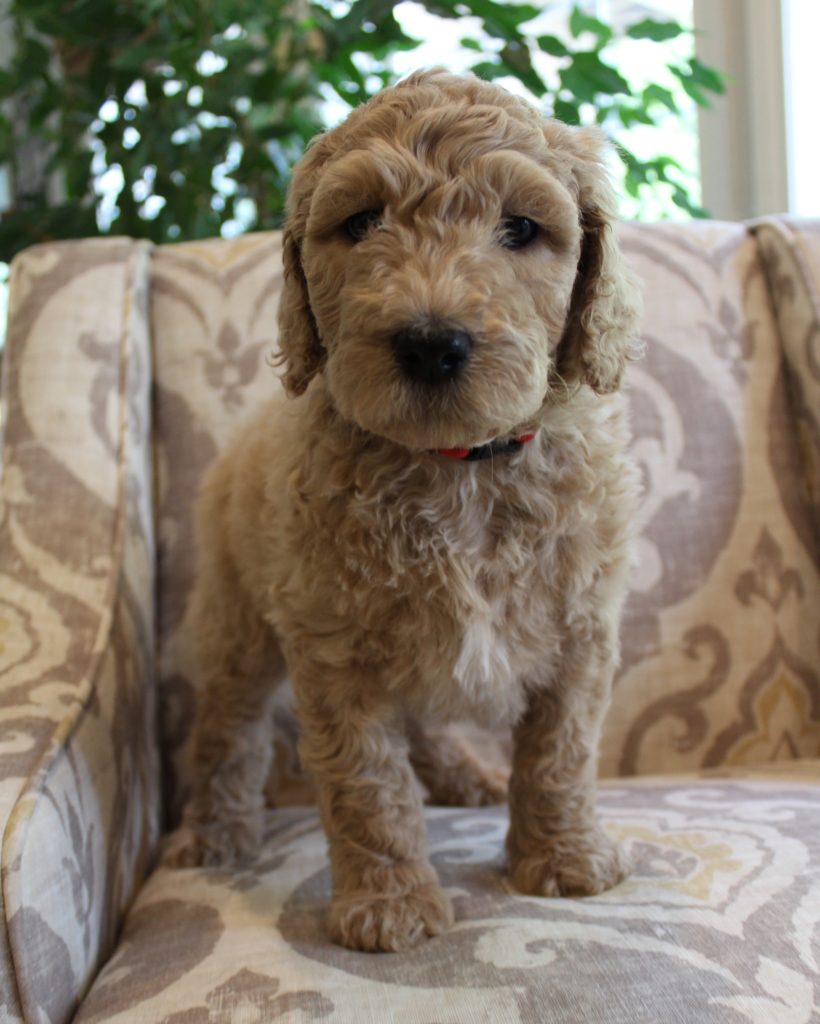 Washington Seattle Oregon labradoodle puppy breeders