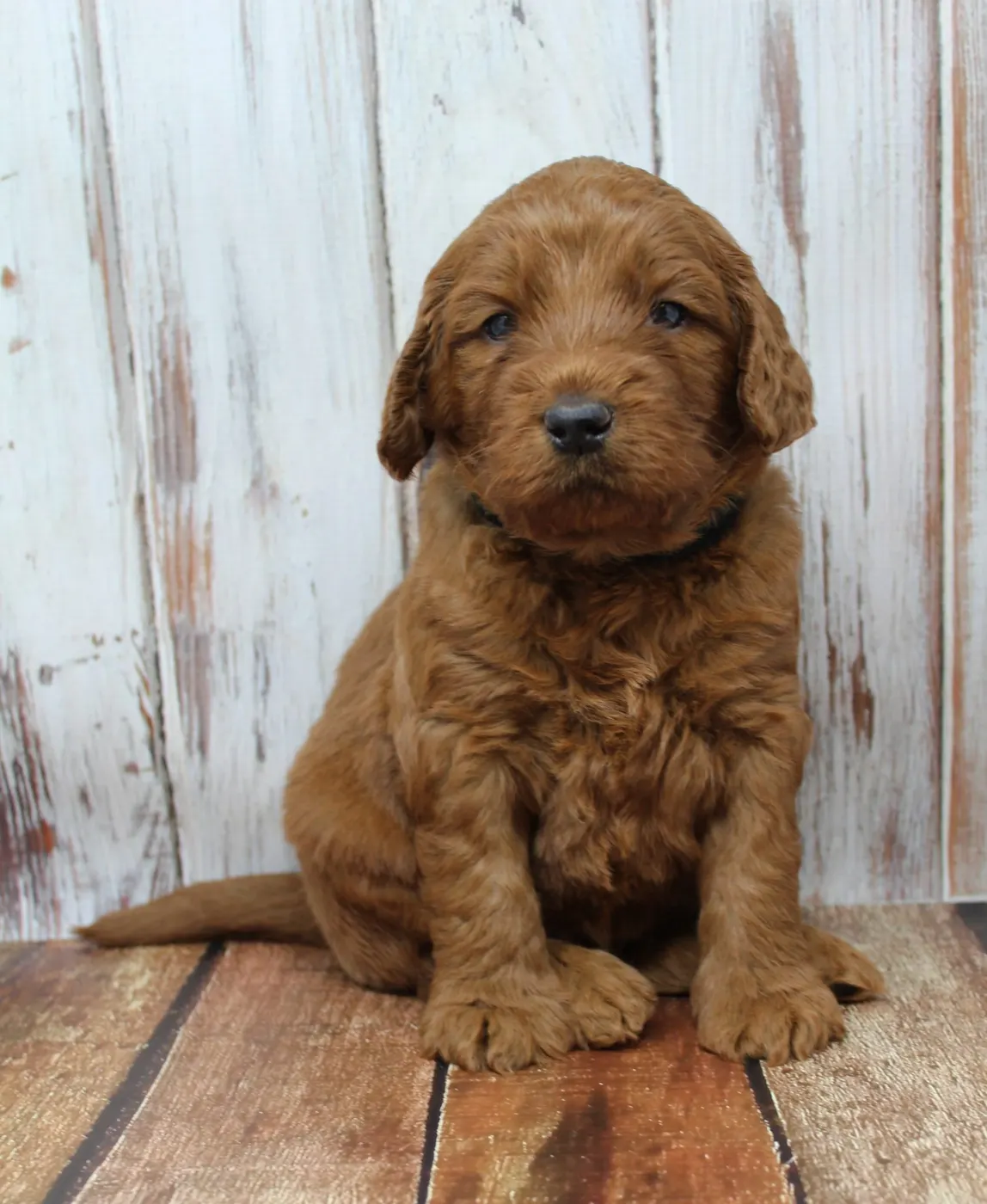 Gracie’s puppies are with their forever families