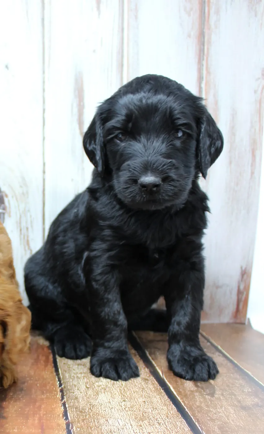 Gracie’s puppies are with their forever families