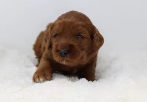 Ally and Nelson's puppies are here!