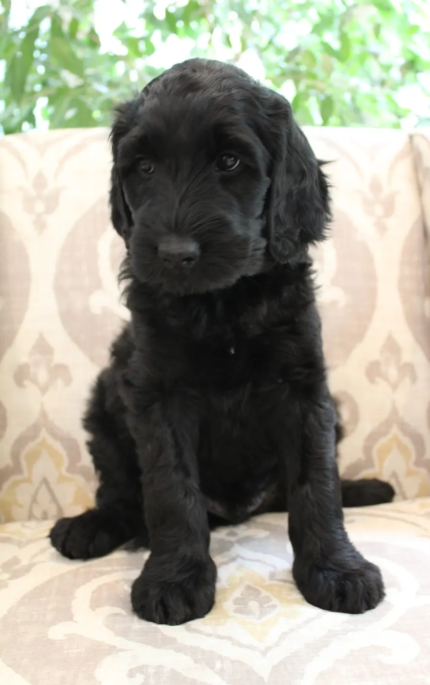 Gracie’s puppies are with their forever families