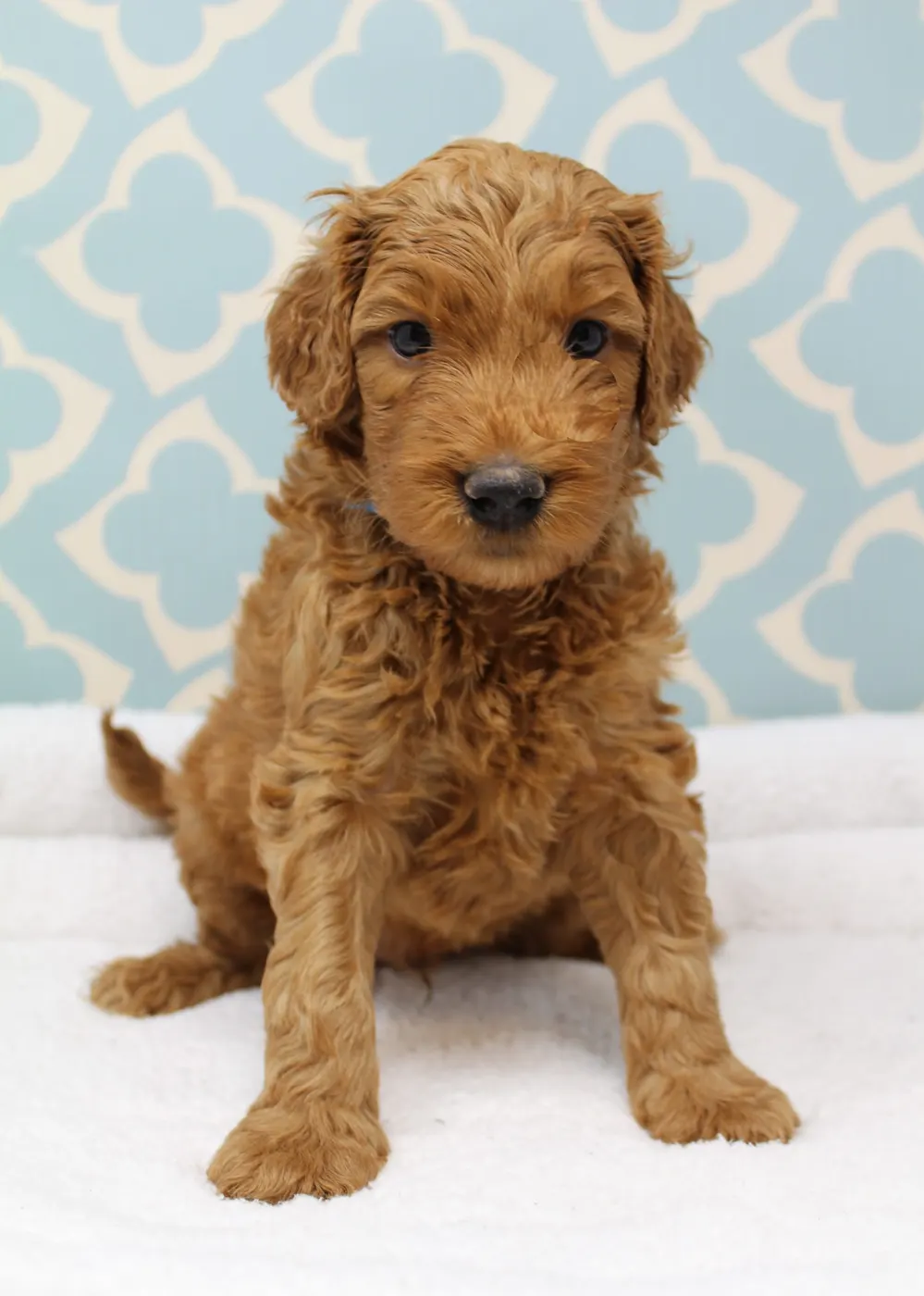 Bella and Gunner’s Bumble Bee puppies are home