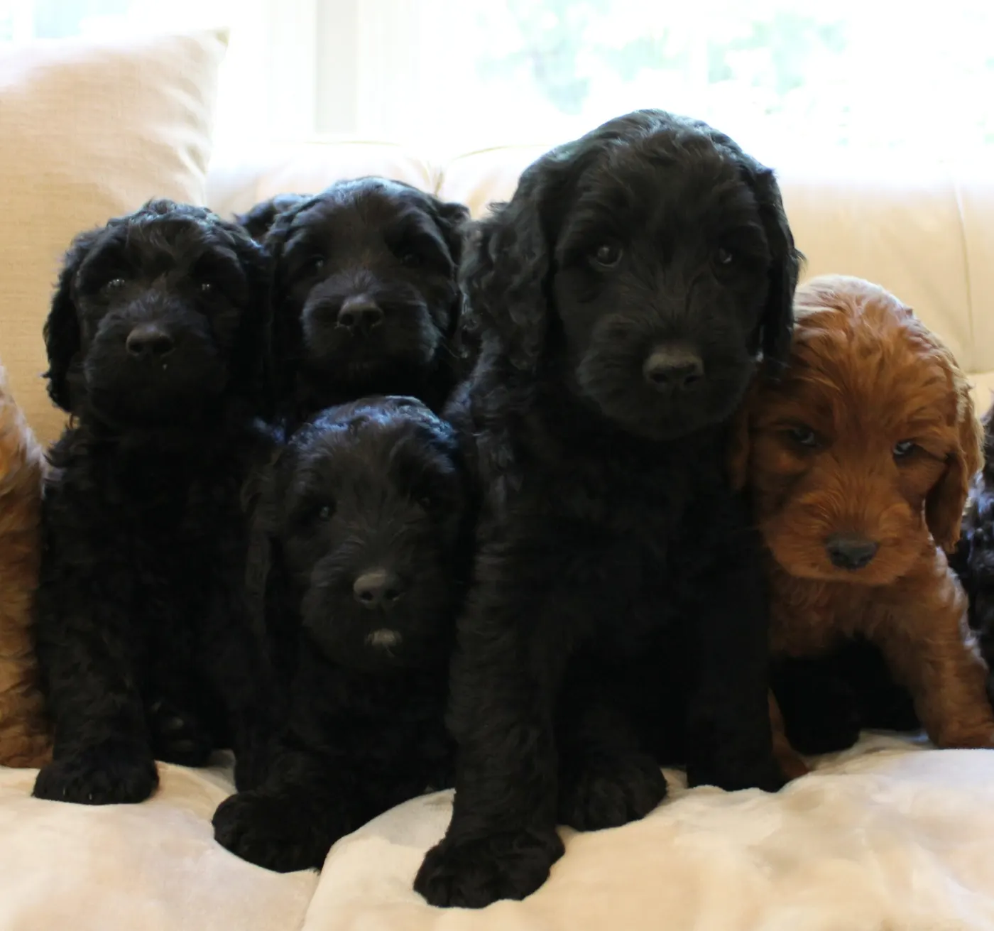 Gracie’s puppies are with their forever families
